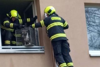 Krutý tyran bezbranného pejska čelí výhrůžkám smrtí: Doufám, že budeš trpět jako to malé stvoření, zuří lidé – eXtra.cz